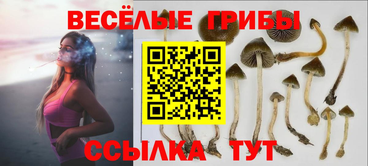 где можно купить наркотик  Владикавказ  Галлюциногенные грибы Magic Shrooms 